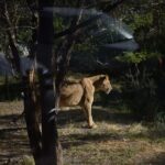 Africam safari (private tour) - The Itinerary and Main Attractions at Africam Safari
