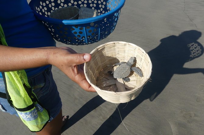 Afro-Mex Village Experience -Horseback Ride -Turtle Hatch & Crocs - Scenic Horseback Riding Along Acapulco’s Beaches