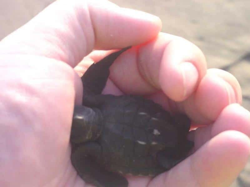 *Afro-Mex Village Horse Ride, Turtle Release Crocodile Farm - Starting the Day with Hotel or Port Pickup in Acapulco