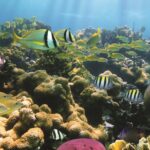 Afternoon Hawaiian Green Sea Turtle and Dolphin Snorkel and Sail - Snorkeling at Pristine Reefs with Expert Assistance