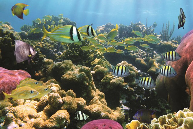 Afternoon Hawaiian Green Sea Turtle and Dolphin Snorkel and Sail - Snorkeling at Pristine Reefs with Expert Assistance