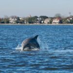 Afternoon Schooner Sightseeing Dolphin Cruise on Charleston Harbor - Embarkation at Aquarium Wharf on the Schooner Pride