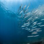 Afternoon snorkelling guided by a marine biologist in Sorrento - Starting Point at Via Marina Grande in Sorrento