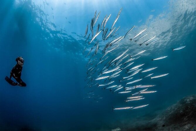 Afternoon snorkelling guided by a marine biologist in Sorrento - Starting Point at Via Marina Grande in Sorrento
