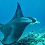 Afternoon West Maui Snorkel from Kaanapali Beach - Meeting Point and Departure Time in Kaanapali