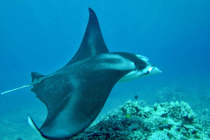 Afternoon West Maui Snorkel from Kaanapali Beach - Meeting Point and Departure Time in Kaanapali