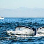 Afternoon Whale Watch - Frequently Asked Questions