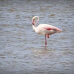 Aigues Mortes: 4x4 photo safari in the Camargue - How the Tour Explores the Camargue’s Natural Environment