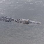 Air Boat Tour of Palm Beach in The Swamp Monster - Meet the Guides Who Make the Tour Memorable