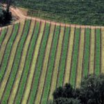 Airplane Napa Valley Flight Tour - Flying Over San Pablo Bay and the Napa Valley Vineyards