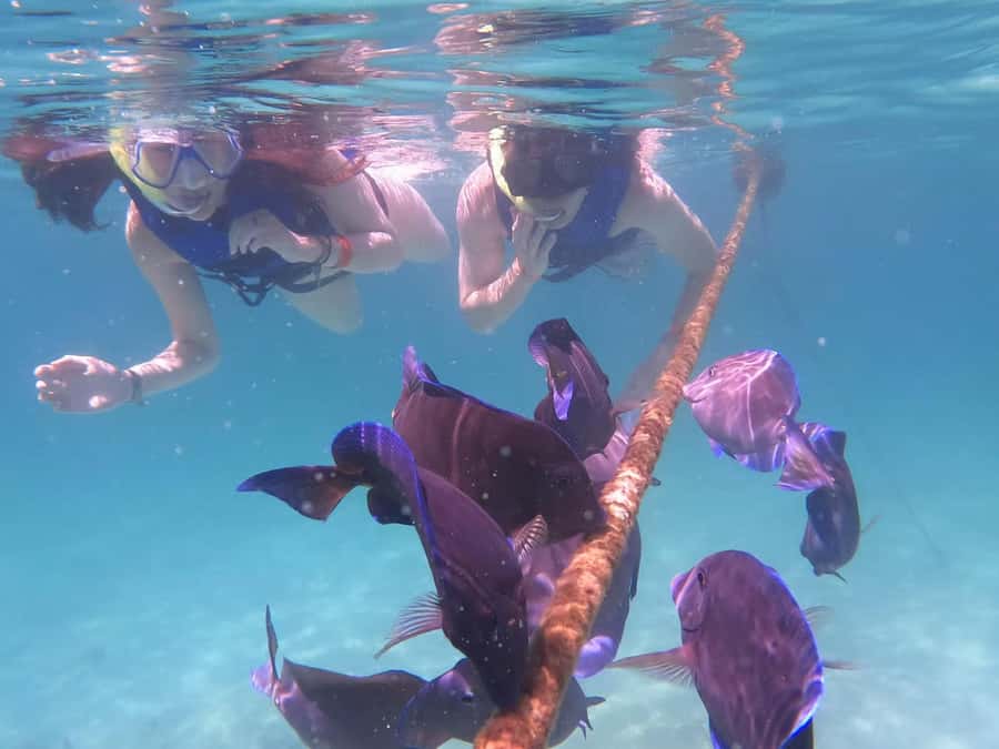 Akumal Beach: Ecologic Turtle Snorkeling Tour & Gopro Photos - Easy Access to a Beautiful Natural Setting