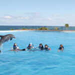 Akumal: Dolphin Encounter - Meeting Point at the Akumal Beach and Dolphin Habitat