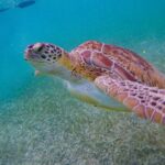 Akumal : Guided Snorkeling with Green Turtles and Corals - The Unique Experience of Swimming with Green Turtles