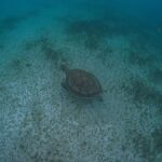 Akumal: Snorkeling and Turtle Watching Tour - Exploring the Underwater World of Akumal’s Turtle Habitat