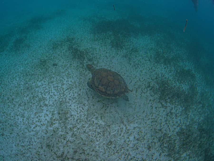 Akumal: Snorkeling and Turtle Watching Tour - Exploring the Underwater World of Akumal’s Turtle Habitat