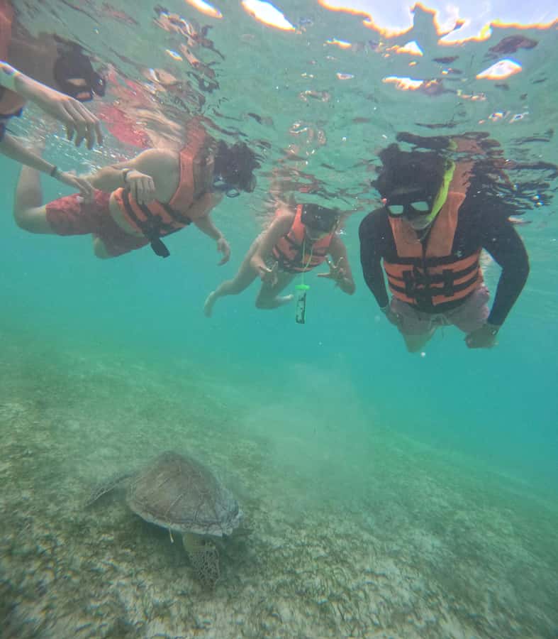 Akumal: Swim in Yalkuito and a cenote water outlet + Snorkel with turtles - Starting Point at The Crazy Turtle Parking Lot