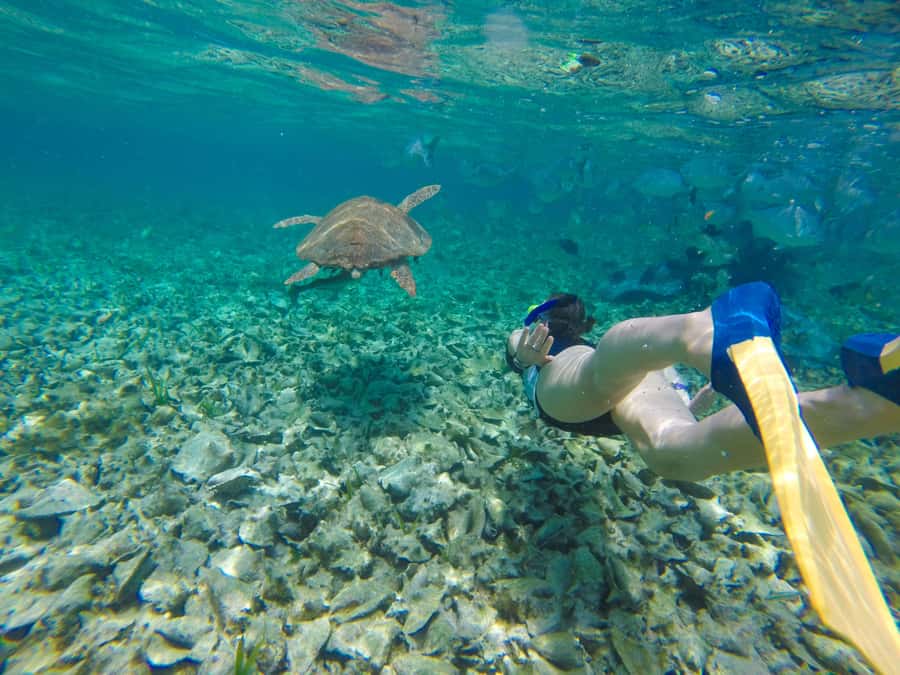 Akumal: Swim with Turtles in a Natural Paradise - Starting Point at Oxxo Mar Azul and Easy Access to Marine Wonders