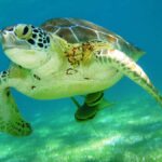 Akumal: Tsuuk Park Entry with Turtles Snorkeling Tour - Exploring Tsuuk Akumal Natural Park and Its Facilities