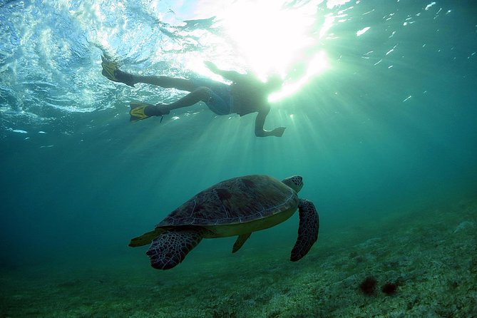 Akumal Turtles, Snorkel Tour from Cancun or Riviera Maya - Visiting a Cenote for a Natural Swim