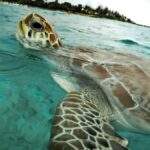 Akumal: Turtles Snorkeling Tour at Natural Paradise - Exploring Akumal Bay’s Vibrant Reefs and Marine Life