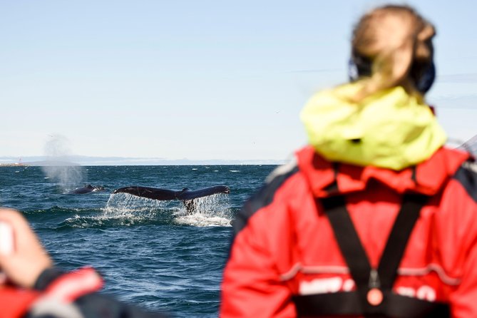 Akureyri Express Whale Watching by RIB boat - Navigating the Fjord for Prime Whale Sightings