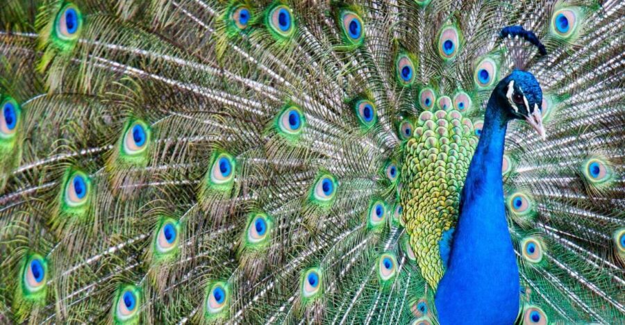 Alabama: Gulf Shores/Orange Beach Area Multi-Attraction Pass - Visiting the Alabama Gulf Coast Zoo