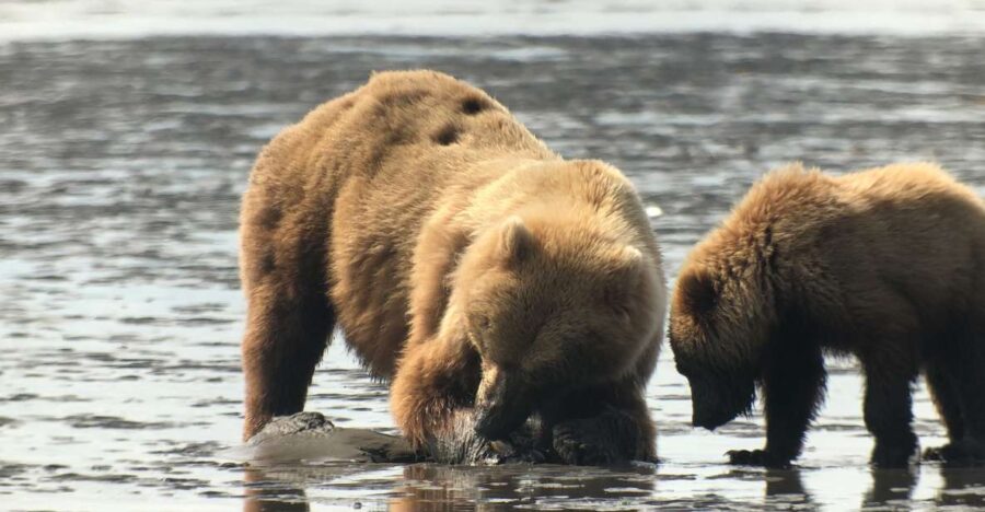 Alaska 9 Day Ocean Wildlife to Interior Wilderness Adventure - Visiting Talkeetna—Alaska’s Artistic Village