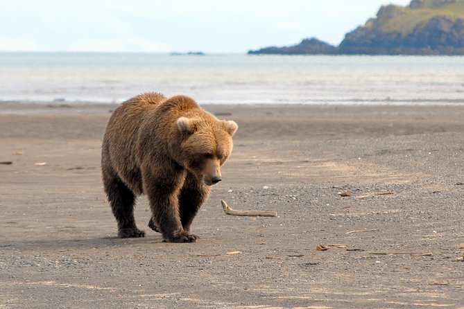 Alaska Bear-Viewing Day Trip from Homer - Flying Over Alaskas Glaciers and Volcanoes