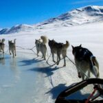 Alaska Dog Sled or ATV Ride in Fairbanks - The Sled Dog Ride: Scenic Forest Trails and Thrilling Moments