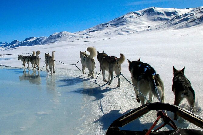 Alaska Dog Sled or ATV Ride in Fairbanks - The Sled Dog Ride: Scenic Forest Trails and Thrilling Moments