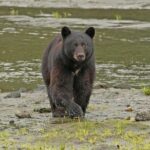 Alaska Native Cultural and Wildlife Adventure - Starting Point and Tour Duration