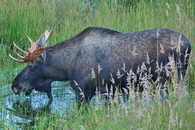 Alaska Railroad Hurricane Turn RoundTrip Talkeetna - Hurricane Flagstop Same Day - Talkeetna: The Starting Point for an Authentic Alaskan Journey