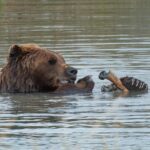 Alaska Wildlife Day Tour with Free Hotel Pickup - Breathtaking Drive Along Turnagain Arm