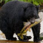 Alaska Wildlife Safari and Sightseeing Tour - Wildlife Spotting at Herring Cove