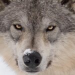 Alaska Wildlife Tour - Exploring Turnagain Arm’s Natural Beauty