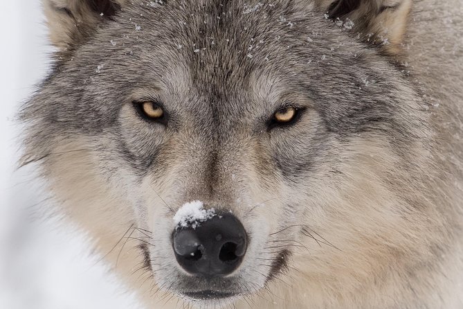 Alaska Wildlife Tour - Exploring Turnagain Arm’s Natural Beauty