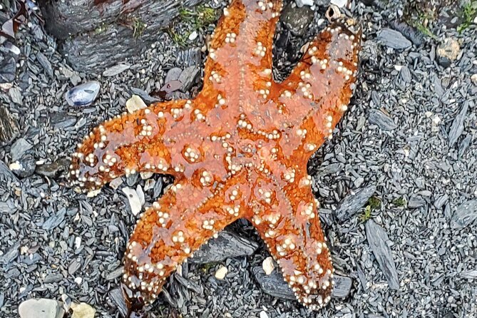 Alaska Wildlife Waterfall Tours - Visiting the Year-Round Waterfall Near Ketchikan