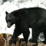 Alaskan Bear Encounter by Land & Sea - Exploring Tongass National Forest by Boat