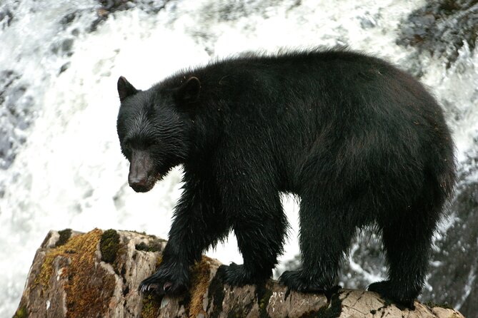 Alaskan Bear Encounter by Land & Sea - Exploring Tongass National Forest by Boat