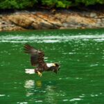 Alaskan Lodge Adventure and Seafeast - Start at Silverking Lodge for a Marine Adventure