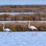 Albania Birdwatching, Kayaking, Bicycle National Park Divjaka Karavasta(ARG) - Kayaking in the Lagoon: A Close Encounter with Nature