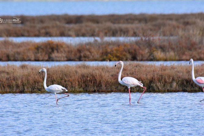 Albania Birdwatching, Kayaking, Bicycle National Park Divjaka Karavasta(ARG) - Kayaking in the Lagoon: A Close Encounter with Nature