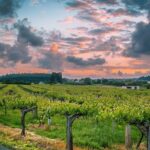 Albariño trails Private Wine Tour/Shore excursion from Vigo - The Salnés Valley and Its Unique Vines