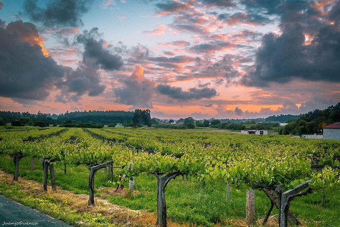Albariño trails Private Wine Tour/Shore excursion from Vigo - The Salnés Valley and Its Unique Vines