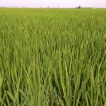 Albufera: Lake, Paella and Birdwatching - The Authentic Albufera Boat Ride Experience