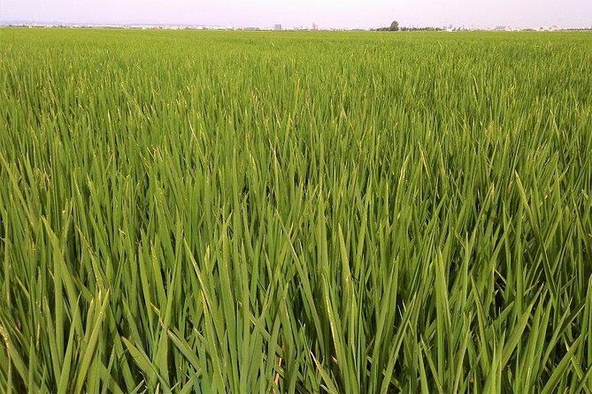 Albufera: Lake, Paella and Birdwatching - The Authentic Albufera Boat Ride Experience