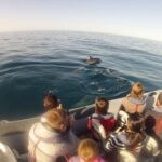 Algarve Dolphin Watching & Marine Life Eco Tour - Cruising Through Ria Formosa and Its Natural Wonders