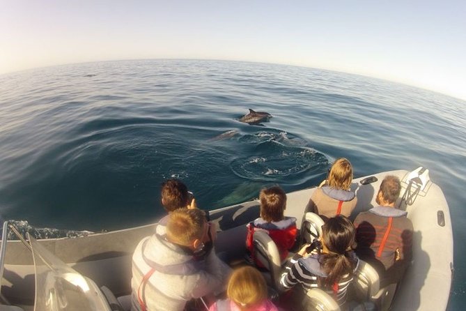 Algarve Dolphin Watching & Marine Life Eco Tour - Cruising Through Ria Formosa and Its Natural Wonders
