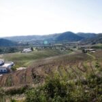 Algarve wine tour and mountain top trip with lunch or dinner - Visiting Two Local Wine Estates in the Algarve