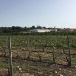 Algarve Wine Tour of Two Wine Estates - Villa Alvor: A Historic Family Estate with Modern Winemaking